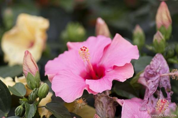 7 loại cây tuyệt đẹp nhưng đang ‘hủy hoại’ khu vườn của bạn