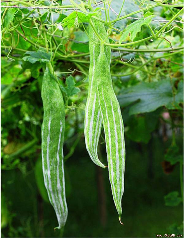 Tự trồng lặc lày vừa lấy quả giải nhiệt, vừa phủ xanh ban công