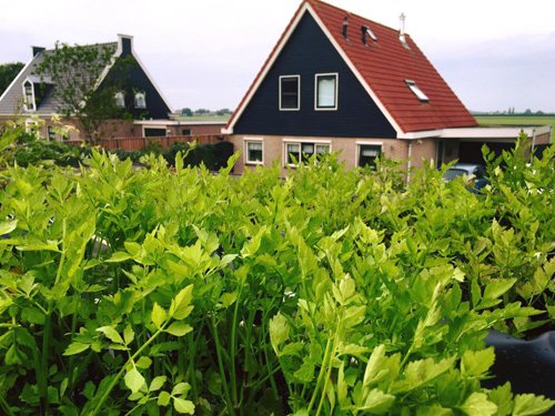 Mê mẩn vườn rau quả xanh mướt của mẹ Việt ở Hà Lan hình ảnh 5