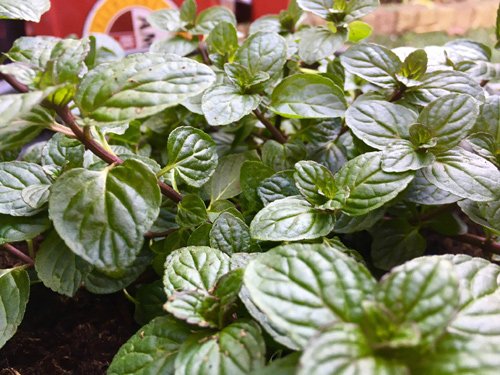 Mê mẩn vườn rau quả xanh mướt của mẹ Việt ở Hà Lan hình ảnh 7