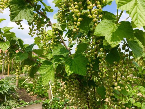 Mê mẩn vườn rau quả xanh mướt của mẹ Việt ở Hà Lan hình ảnh 17