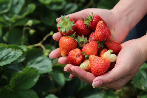 Mê mẩn vườn rau quả xanh mướt của mẹ Việt ở Hà Lan hình ảnh 12