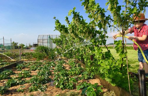 Mê mẩn vườn rau quả xanh mướt của mẹ Việt ở Hà Lan hình ảnh 10