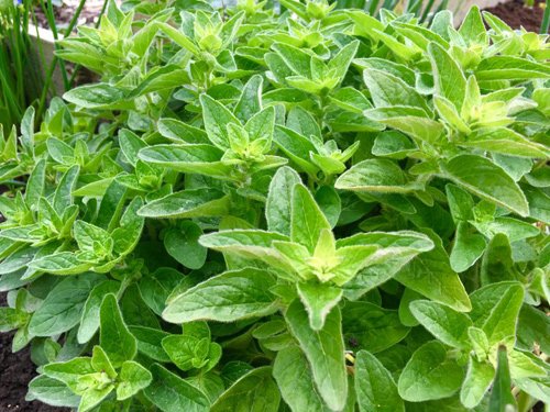 Mê mẩn vườn rau quả xanh mướt của mẹ Việt ở Hà Lan hình ảnh 6