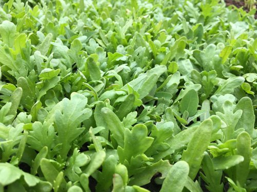 Mê mẩn vườn rau quả xanh mướt của mẹ Việt ở Hà Lan hình ảnh 4