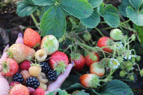 Mê mẩn vườn rau quả xanh mướt của mẹ Việt ở Hà Lan hình ảnh 14