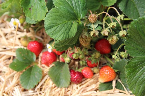 Mê mẩn vườn rau quả xanh mướt của mẹ Việt ở Hà Lan hình ảnh 15