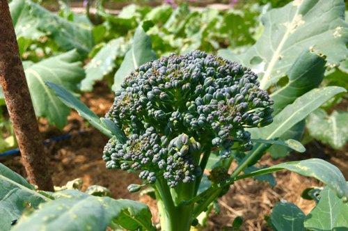 Mê mẩn vườn rau quả xanh mướt của mẹ Việt ở Hà Lan hình ảnh 3