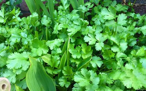 Mê mẩn vườn rau quả xanh mướt của mẹ Việt ở Hà Lan hình ảnh 8