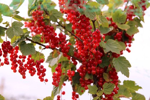 Mê mẩn vườn rau quả xanh mướt của mẹ Việt ở Hà Lan hình ảnh 18