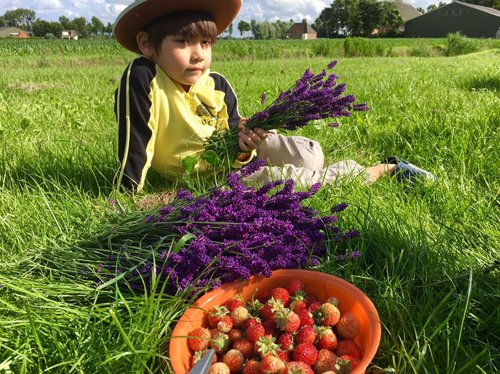 Mê mẩn vườn rau quả xanh mướt của mẹ Việt ở Hà Lan hình ảnh 13