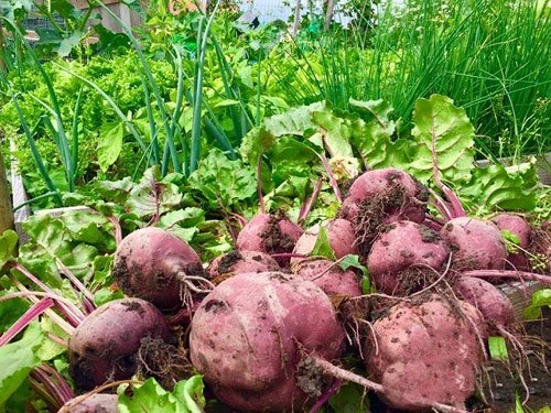 Mê mẩn vườn rau quả xanh mướt của mẹ Việt ở Hà Lan hình ảnh 22