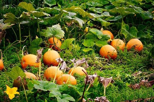 Mê mẩn vườn rau quả xanh mướt của mẹ Việt ở Hà Lan hình ảnh 21