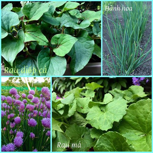 Mê mẩn vườn rau quả xanh mướt của mẹ Việt ở Hà Lan hình ảnh 9