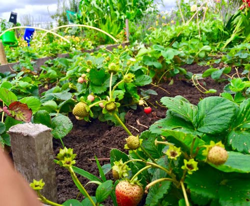 Mê mẩn vườn rau quả xanh mướt của mẹ Việt ở Hà Lan hình ảnh 11