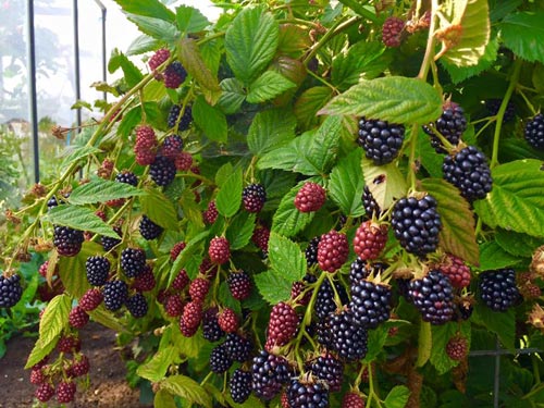 Mê mẩn vườn rau quả xanh mướt của mẹ Việt ở Hà Lan hình ảnh 16