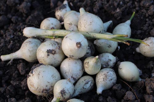 Mê mẩn vườn rau quả xanh mướt của mẹ Việt ở Hà Lan hình ảnh 26