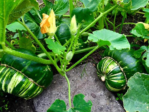 Mê mẩn vườn rau quả xanh mướt của mẹ Việt ở Hà Lan hình ảnh 20