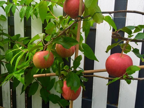 Mê mẩn vườn rau quả xanh mướt của mẹ Việt ở Hà Lan hình ảnh 23