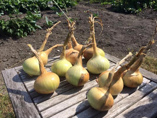 Mê mẩn vườn rau quả xanh mướt của mẹ Việt ở Hà Lan hình ảnh 25