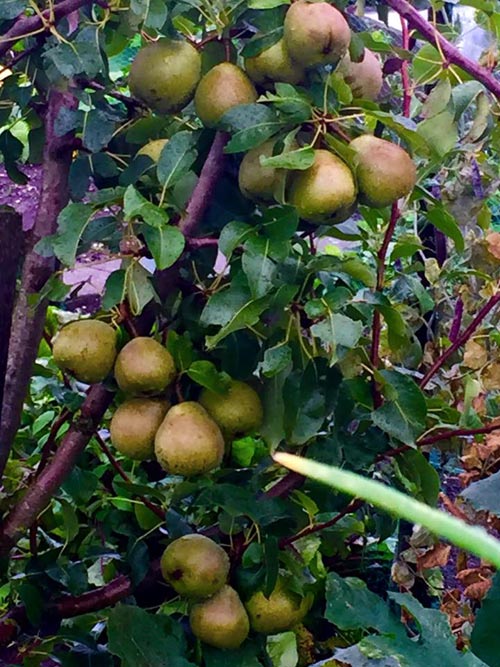 Mê mẩn vườn rau quả xanh mướt của mẹ Việt ở Hà Lan hình ảnh 24