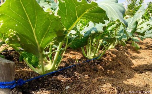 Mê mẩn vườn rau quả xanh mướt của mẹ Việt ở Hà Lan