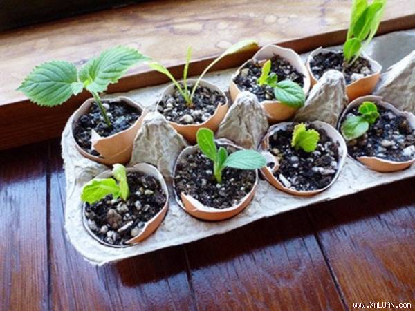 Vỏ trứng được xem là loại phân bón cực tốt cho cây. Ảnh: Gardenbetty.