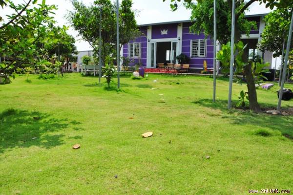 Ông bố tự tạo vườn 3000 m2 rợp cây trên đất cằn, nước mặn ở Sài Gòn