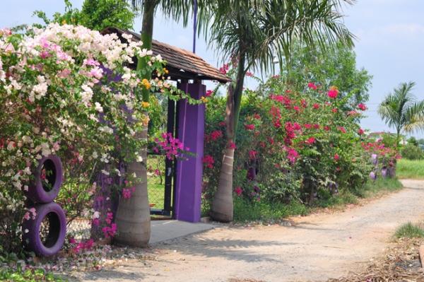 Ông bố tự tạo vườn 3000 m2 rợp cây trên đất cằn, nước mặn ở Sài Gòn