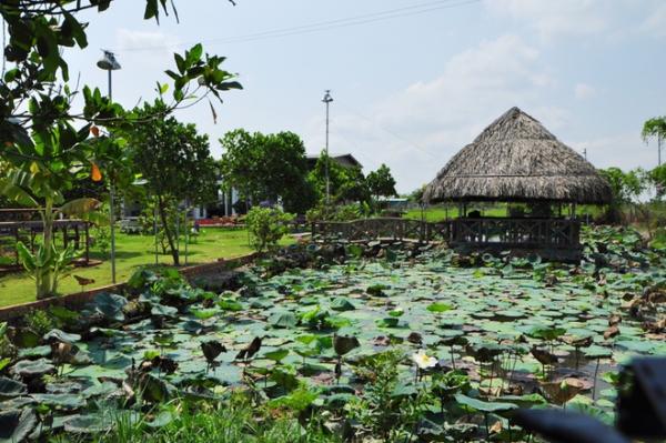 Ông bố tự tạo vườn 3000 m2 rợp cây trên đất cằn, nước mặn ở Sài Gòn