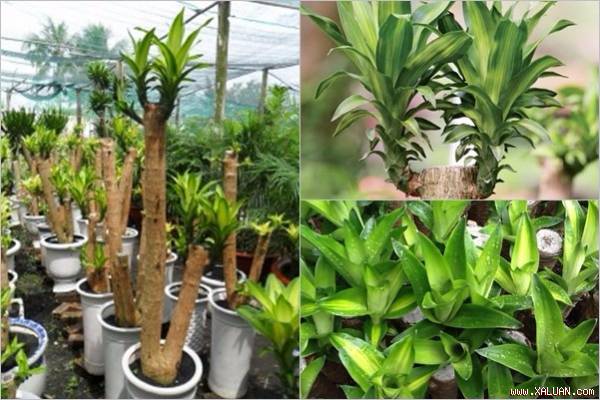 Phất dụ có đến hơn 20 loại và mỗi loại đều mang ý nghĩa phước lộc