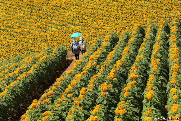 Cánh đồng hoa hướng dương nở rộ chào lễ hội 2016