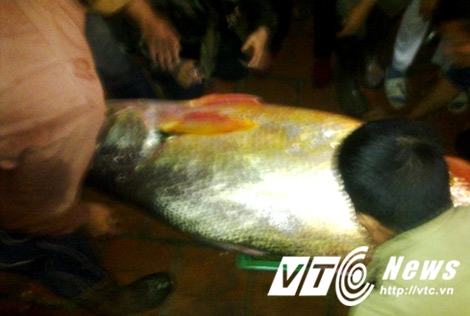Con cá thủ vàng mà Bùi Đình Thắng bắt được