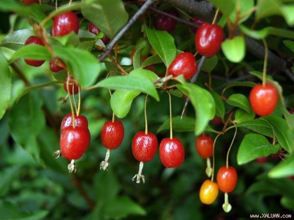 “Ứa nước miếng“ ngắm những trái nhót tây cực đã