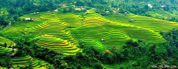 Ruộng bậc thang vàng óng đẹp mê mẩn ở Hoàng Su Phì