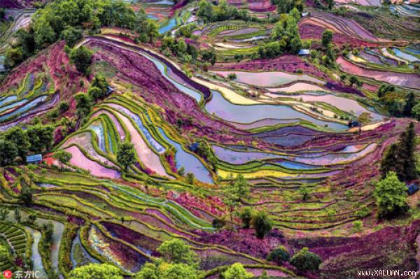 Ruộng bậc thang đầy màu sắc lạ ở Vân Nam