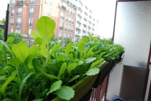 Việt kiều Pháp trồng rau trên ban công hơn một mét vuông hình ảnh 8
