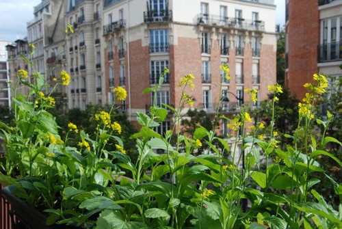 Việt kiều Pháp trồng rau trên ban công hơn một mét vuông hình ảnh 6