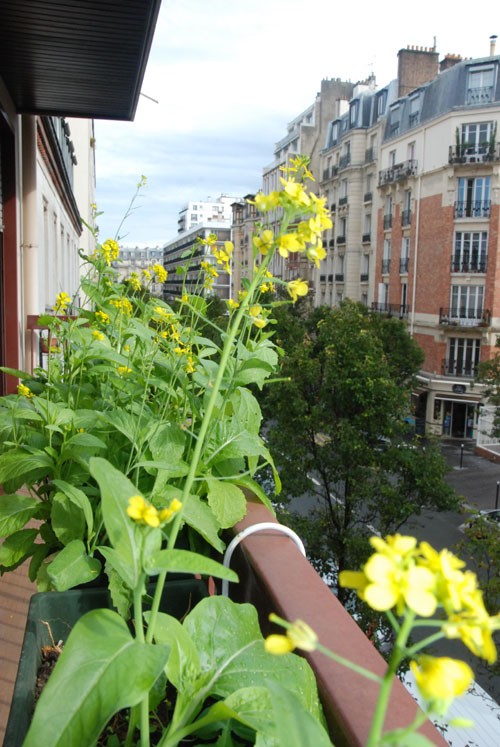 Việt kiều Pháp trồng rau trên ban công hơn một mét vuông hình ảnh 7