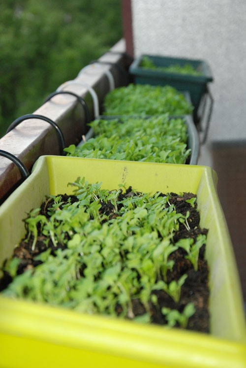 Việt kiều Pháp trồng rau trên ban công hơn một mét vuông hình ảnh 4