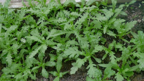 Việt kiều Pháp trồng rau trên ban công hơn một mét vuông hình ảnh 5