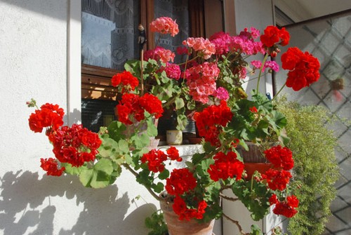 Việt kiều Pháp trồng rau trên ban công hơn một mét vuông hình ảnh 3