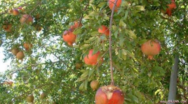 Giải mã bí mật loại trái cây có công dụng sánh ngang…Viagra