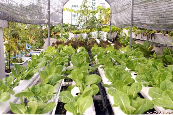 ‘Phát ghen’ với vườn rau sạch trăm triệu trên sân thượng ở TP.HCM
