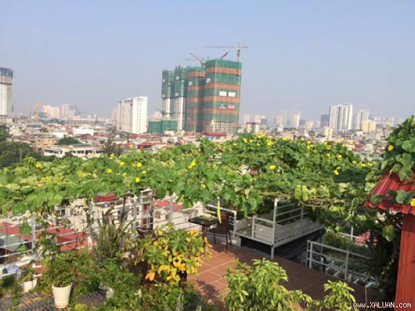 Gia đình Hà Nội cùng nhau chăm vườn tốt um, sai trĩu trên sân thượng