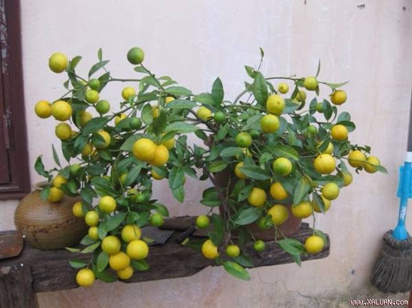 Vì sao nhà chật hẹp tới mấy bạn cũng nên trồng cây chanh trong nhà?