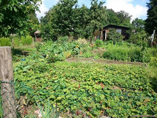 Chồng Việt mua tặng vợ 500 m2 đất trồng rau ở Czech