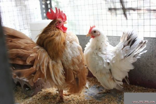 Dân Hà thành đang rộ mốt nuôi gà quý tộc. Ảnh: Tiểu Lâm