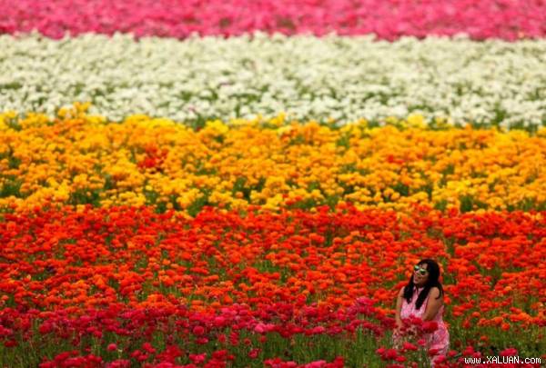 Ngày đầu tiên của mùa xuân, một người phụ nữ thả hồn mình giữa cánh đồng hoa khoe sắc ở Carlsbad, California.