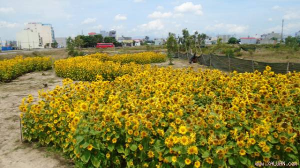 Vườn hoa hướng dương được sắp xếp tạo hình bản đồ Việt Nam ở gần danh thắng Ngũ Hành Sơn Đà Nẵng